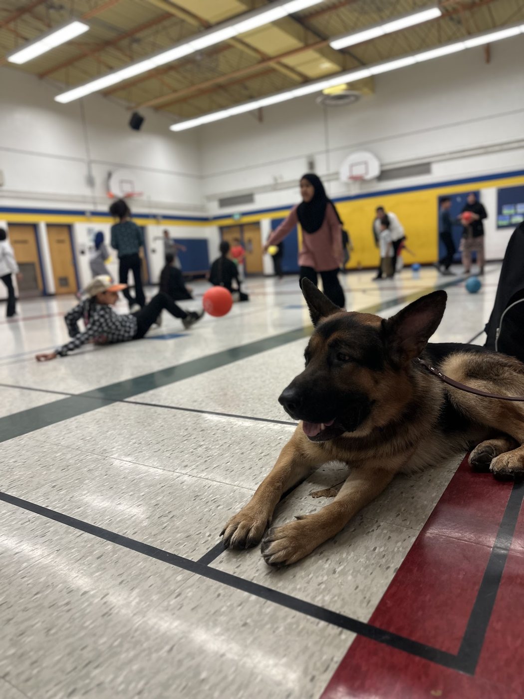 A German Shepherd lying calmly at the edge of an active gym class