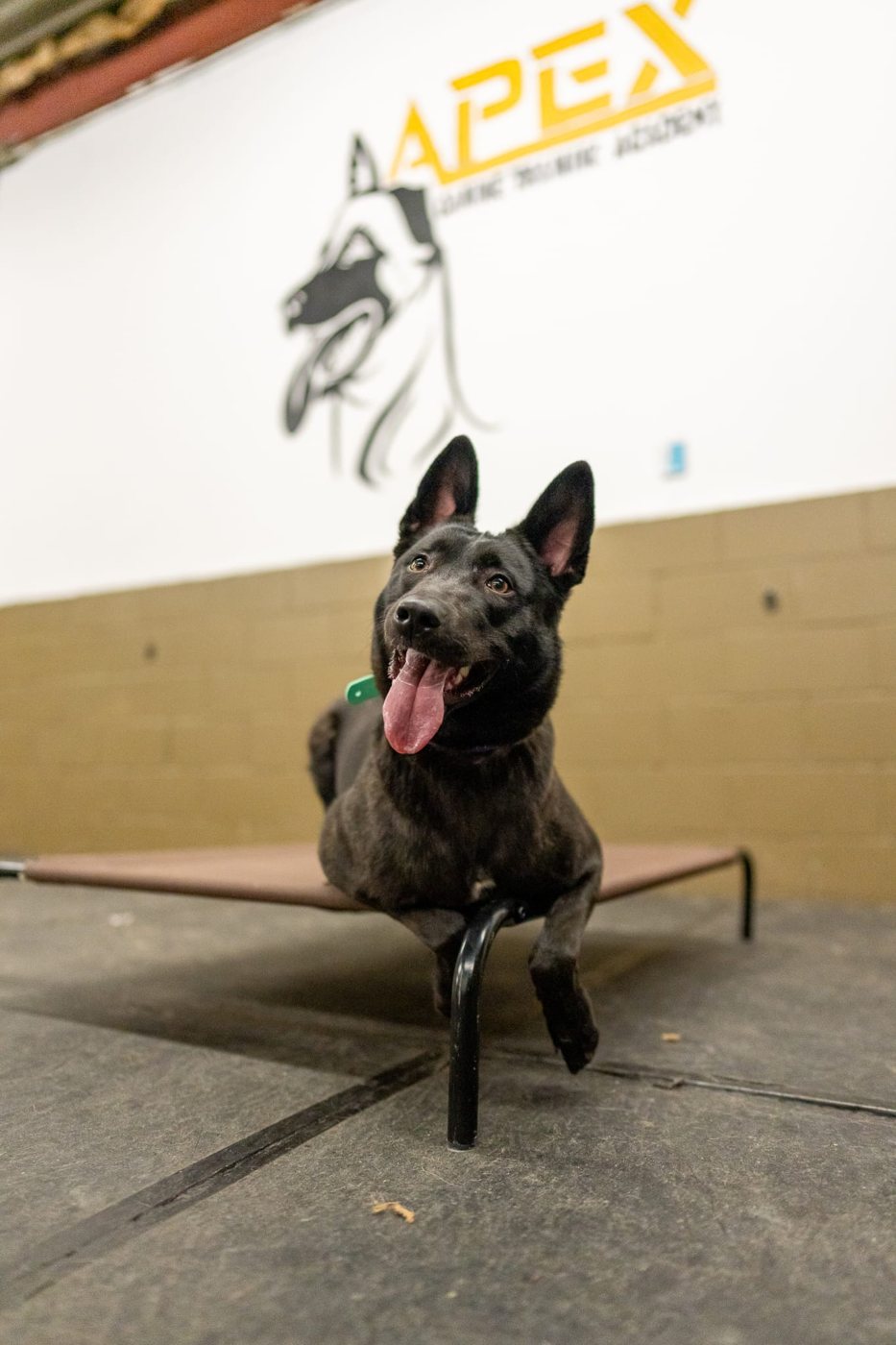 A German Shepherd sitting on a training platform in front of the APEX logo wall