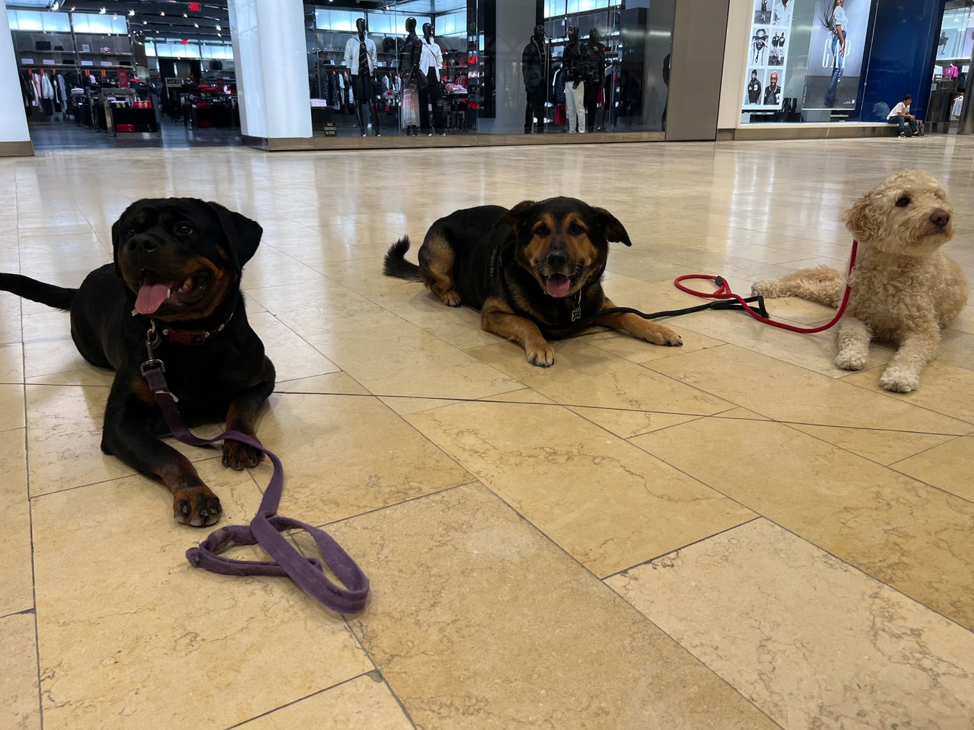 Three dogs holding a calm down-stay inside a busy shopping mall