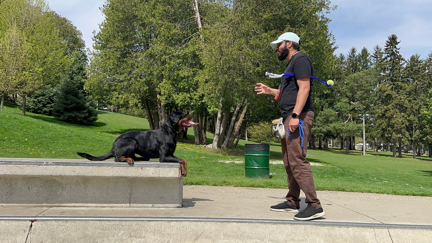 A trainer working with a dog on a bench in a park