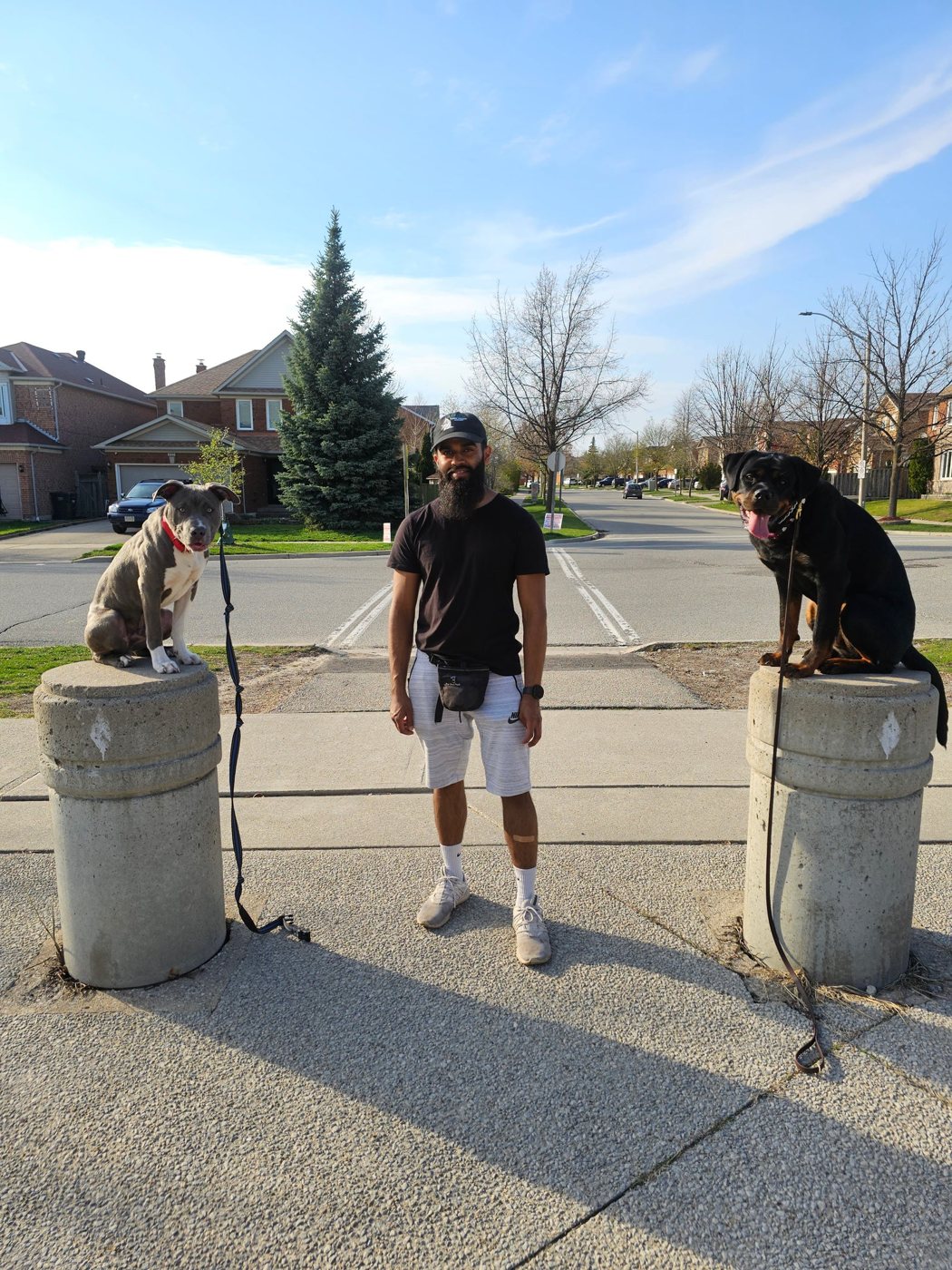 Two dogs holding position on posts on a city street